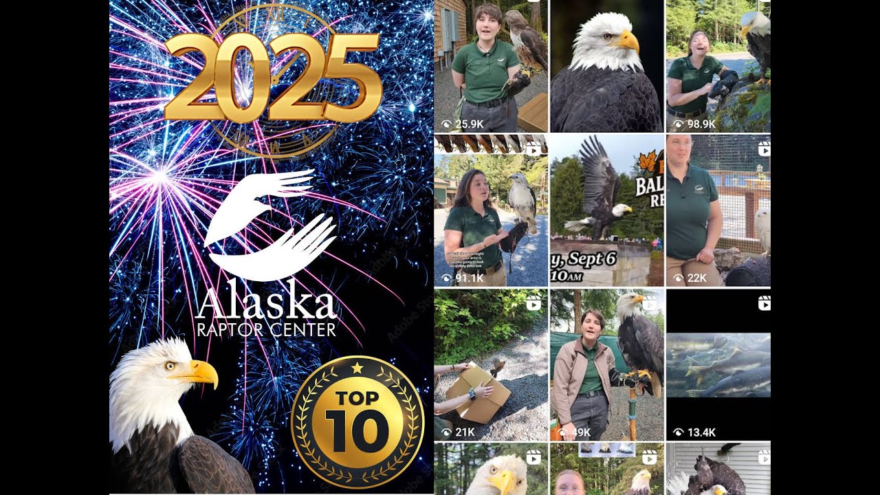 Akaska Raptor Alaska Raptor Center’s Top 10 of 2025 - YouTube