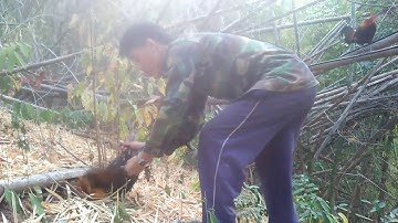 yos hav zoov dib qaib qus lom zem Tiag2