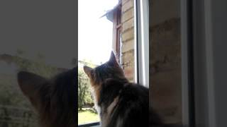 Котейка, окно в большой мир... и голубь) Котейка, окно в большой мир... и голубь)