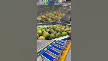 mango sorting machine;