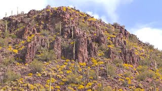 Bursts of wildflowers 'super bloom' in Arizona Bursts Of Wildflowers Super Bloom In Arizona