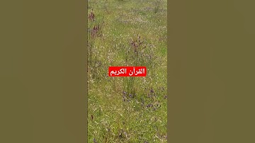 القرآن الكريم بصوت جميل #القرآن_الكريم #اكسبلور #قرآن #quran