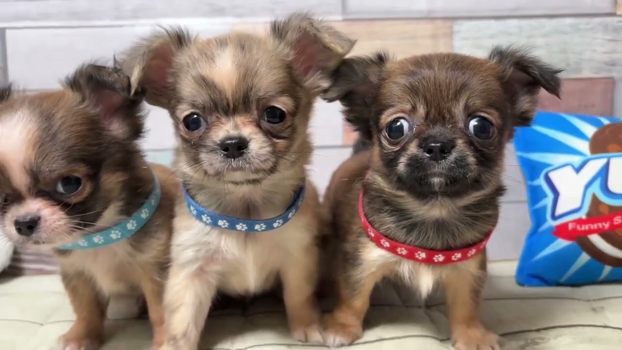 チワワ（ロングコート）の子犬（メス♀） 高知御座店 No.00737650