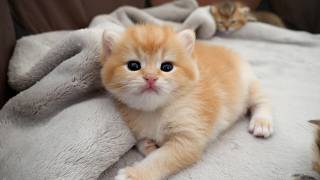 Cute Kitten Gets Sleepy After Seeing His Sleeping Siblings...