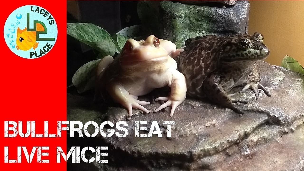 BULLFROGS EAT MICE YouTube
