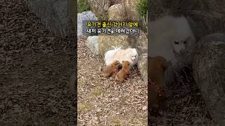 유기견 출신 강아지 앞에 새끼 유기견을 데려 왔더니