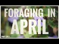 Foraging in april part 1 of 4  uk wildcrafts monthly foraging calendar
