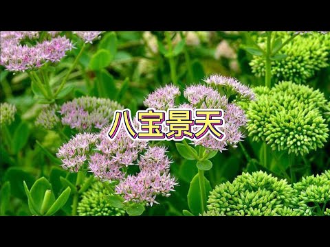 中草药之八宝景天
