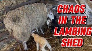 Chaos in the lambing shed