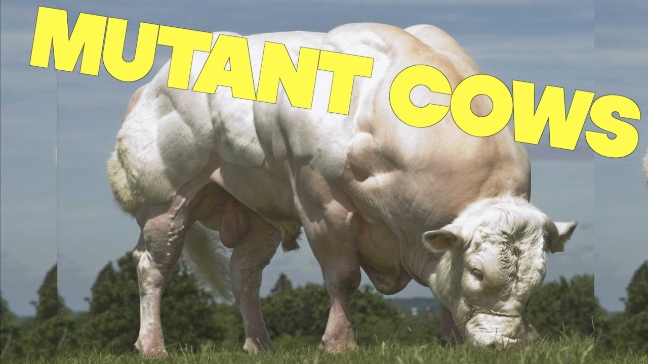 Что такое happy meat farms. Happy meat farms модифицированные животные. Логотип happy meat farms. Что такое happy meat farms. Мясо филе индейки.