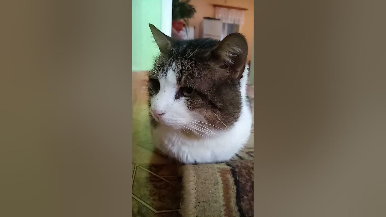 чіпі чіпі чіпі чапа чапа 😹😺 - YouTube