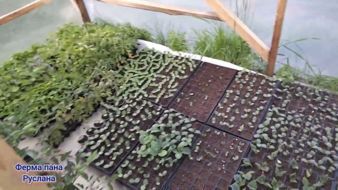 підживлення розсади кавуна 🍉 та дині 🍈/// як та чим.