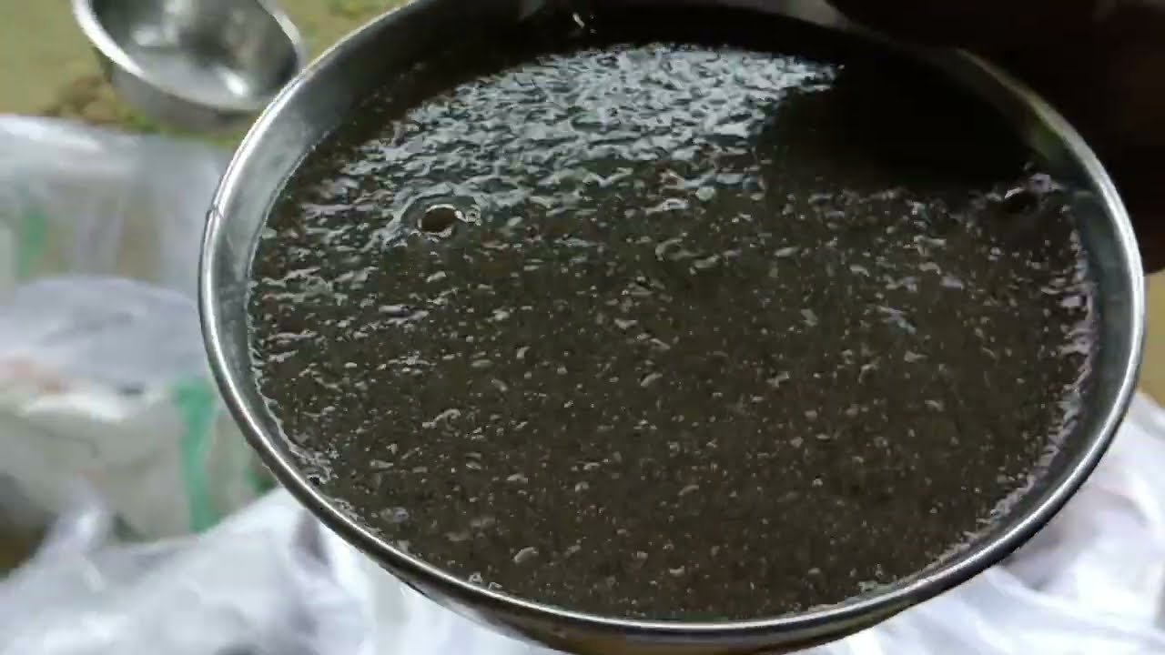 IMC Fish Spawn 😱 Rohu, Katla, Major carp🤔Assam Fishery // Fish Farming Tezpur Assam