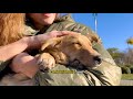 the beginning of a beautiful friendship how dogs and humans became companions