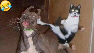 Try Not To Laugh 😁 New Funny Cats and Dogs Videos 😹🐶 Part 7