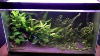 New oto catfish