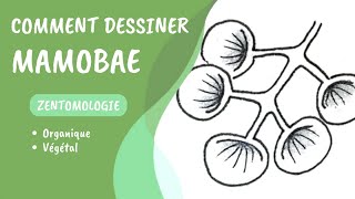 Comment dessiner le tangle MaMoBae 