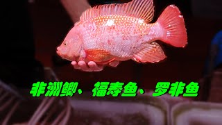 从红罗非说起，到非洲鲫、福寿鱼、罗非鱼