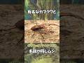 【昆虫】有名なカブクワと名前が同じムシ達【ゆっくり解説】＃昆虫＃ゆっくり解説