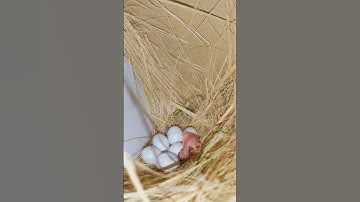 java hatching start