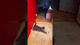 Watch This Hilarious Cat in Slow Motion: You Will Burst Into Laughter! Resimi