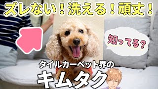 犬のためのタイルカーペットは東リがベスト！フローリングの滑り止めマット愛用歴4年【トイプードルのわこ】