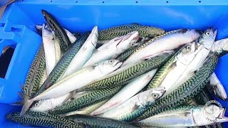S1 #10 Mackerel Bashing