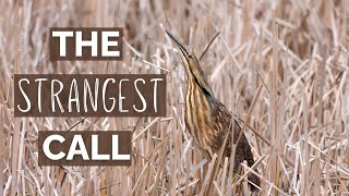 American Bittern | The Strangest Mating Call