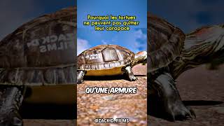 Pourquoi les tortues ne peuvent pas quitter leur carapace
