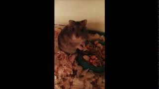 My hamster's reaction to Lucas Mann's guitar solo in Flayed and Consumed