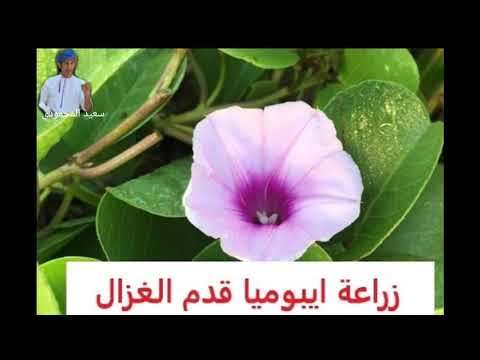 شجرة أيبوميا قدم الغزال ومعلومات عنها لايفوتكم سعيد المحمودي