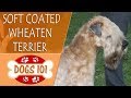 Dogs 101 - SOFT COATED WHEATEN TERRIER - Top Dog Facts About the  SOFT COATED WHEATEN TERRIER