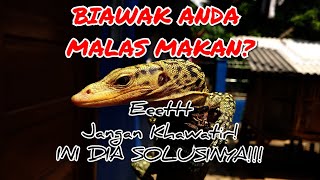 Cara meningkatkan nafsu makan varanus/biawak  serta cara perawatannya