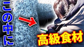 堤防の足元で高級食材【銀宝】を釣る！！