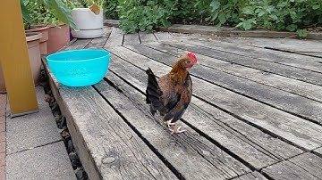 Me nyuam qaib dib #483