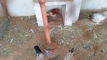 #birds #lovebirds #javasparrow #javafinchbird #java #javafinch