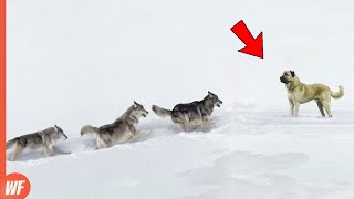 These Stupid Wolves Attacked the Wrong Dog..They Paid Heavy Price