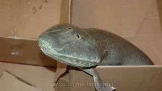 Vignette de la vidéo "Tiktaalik (Your Inner Fish)"