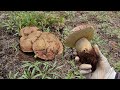 (Ep.37) 6.19.2023เก็บเห็ดผึ้งหวานบานในอเมริกา/Harvesting King Boletes in CA USA