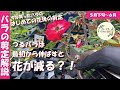 【バラ苗の剪定】最初の花後の切り方を解説します!