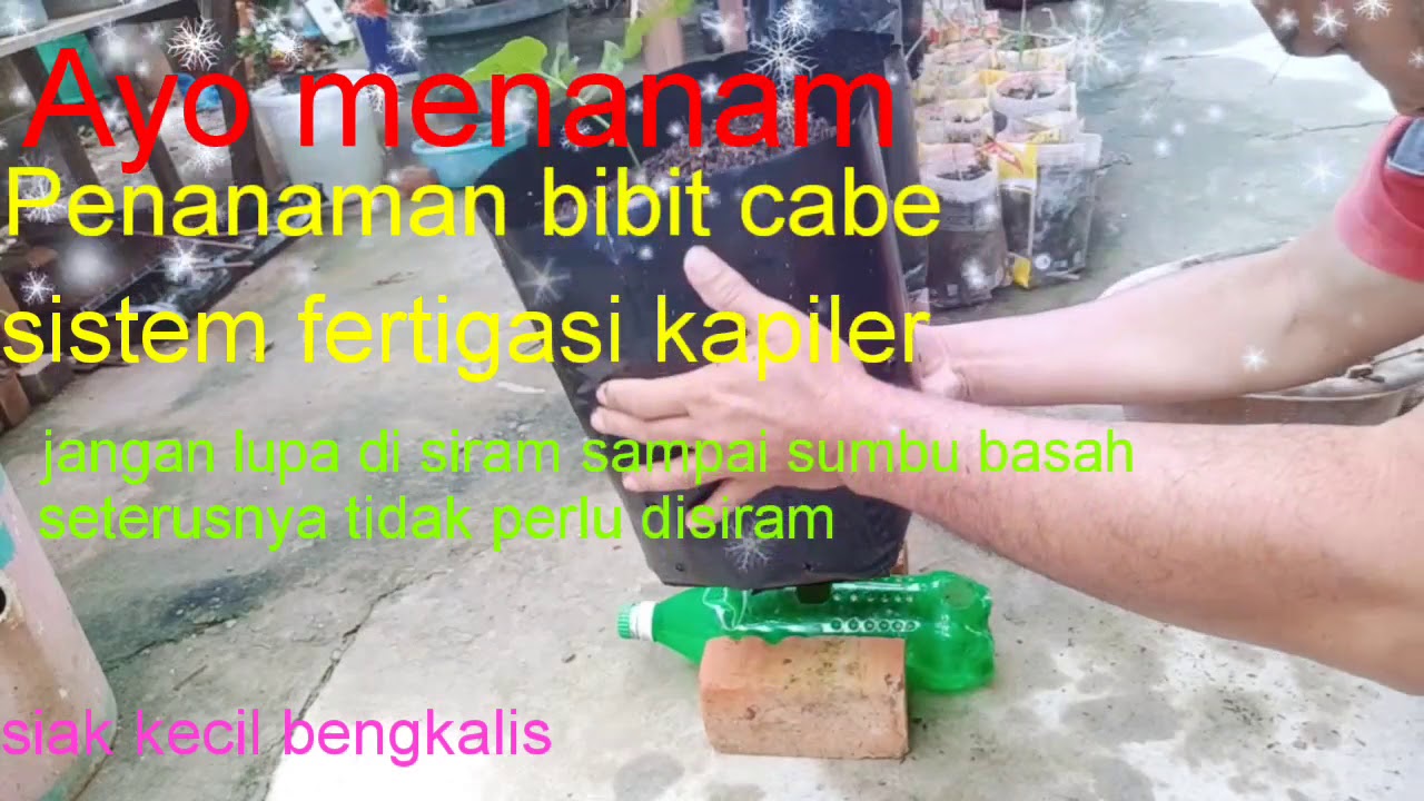 Penanaman cabe sistem fertigasi kapiler 