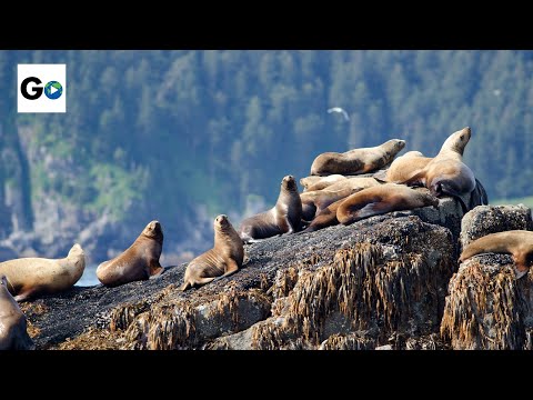 Video: Ting å Gjøre I Alaskas Chugach-skog Og Kenai Fjords Nasjonalpark