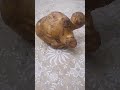 شوفو قدره الله عز وجل واحده بطاطس على شكل زحلفه شوفو قدره الله عز وجل واحده بطاطس على شكل زحلفه