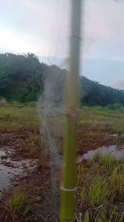 jaring ruak ruak di siang hari