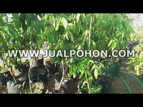Jual Pohon Buah Kelengkeng New Kristal Berukuran Besar