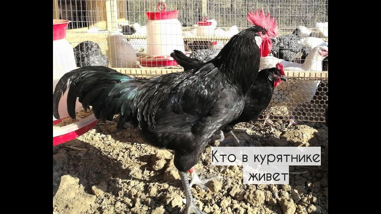Куры в машине