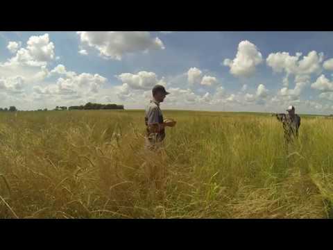 Video: Apa Itu Cordgrass - Penjagaan dan Maklumat Cordgrass Smooth