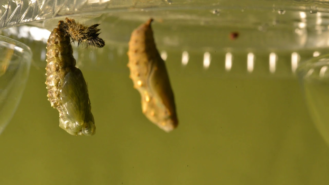 Painted Lady Butterfly Caterpillar In J Shape Turning Into Chrysalis Painted Lady Butterfly Caterpillar In J Shape Turning Into Chrysalis