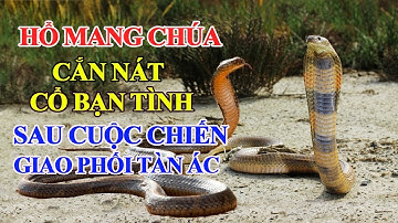 🔴 Hổ Mang Chúa C.Ắ.N N.Á.T Cổ Bạn Tình Sau Cuộc Chiến Tranh Giành Quyền G.I.A.O P.H.Ố.I T.À.N B.Ạ.O