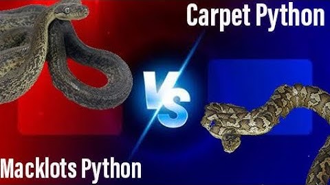 Reptile Head to Head! | Macklots Python VS. Carpet Python